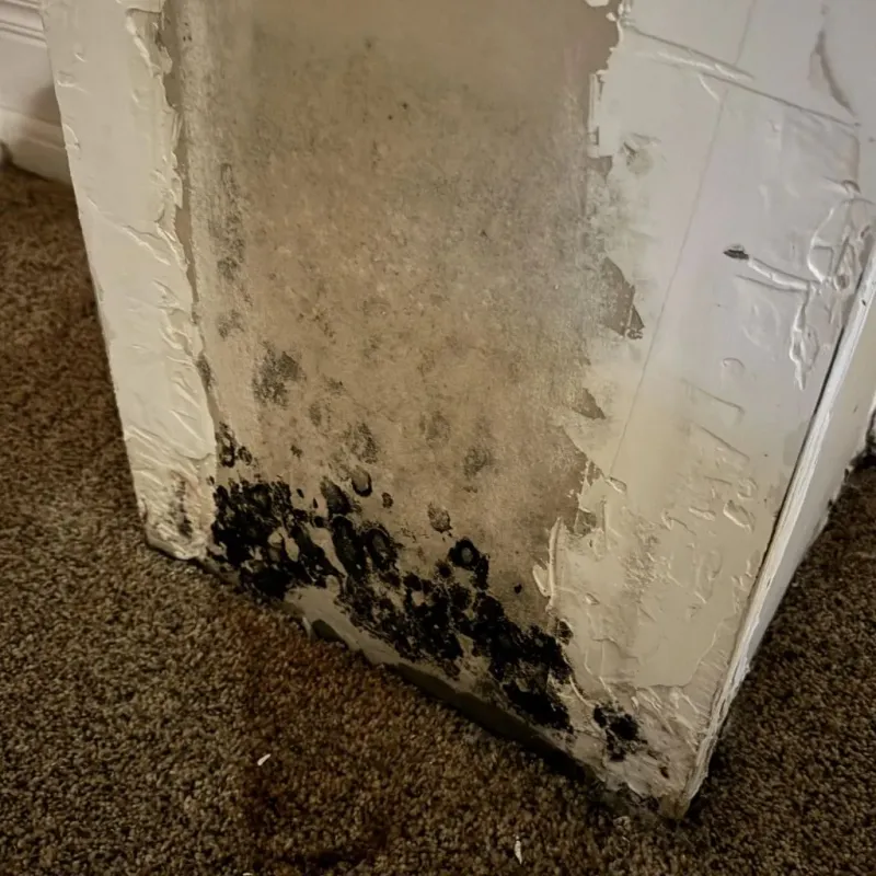 Professional Mold Removal in Columbia, MS